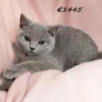 Prachtige British Shorthair kittens te koop, Meerdere dieren, Gechipt, 0 tot 2 jaar