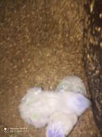 1 Lori's van de blauwe bergen, Dieren en Toebehoren, Geslacht onbekend, Papegaai, Pratend