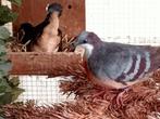 Paire de pigeons poignards 2022