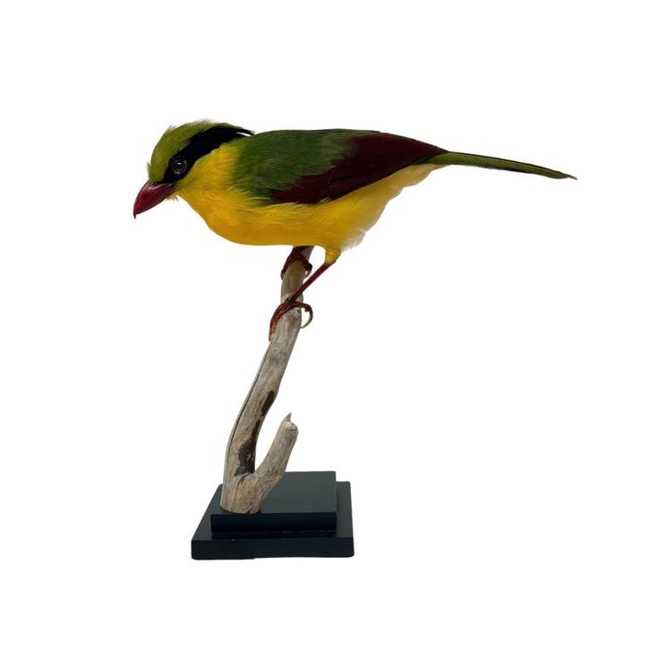 Prachtige opgezette geelbuik kitta te koop!, Collections, Collections Animaux, Neuf, Animal empaillé, Oiseaux, Enlèvement ou Envoi