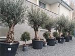 Olijfboom Olea Europaea Bonsai- Mooi vertakt, Tuin en Terras, Ophalen, Olijfboom