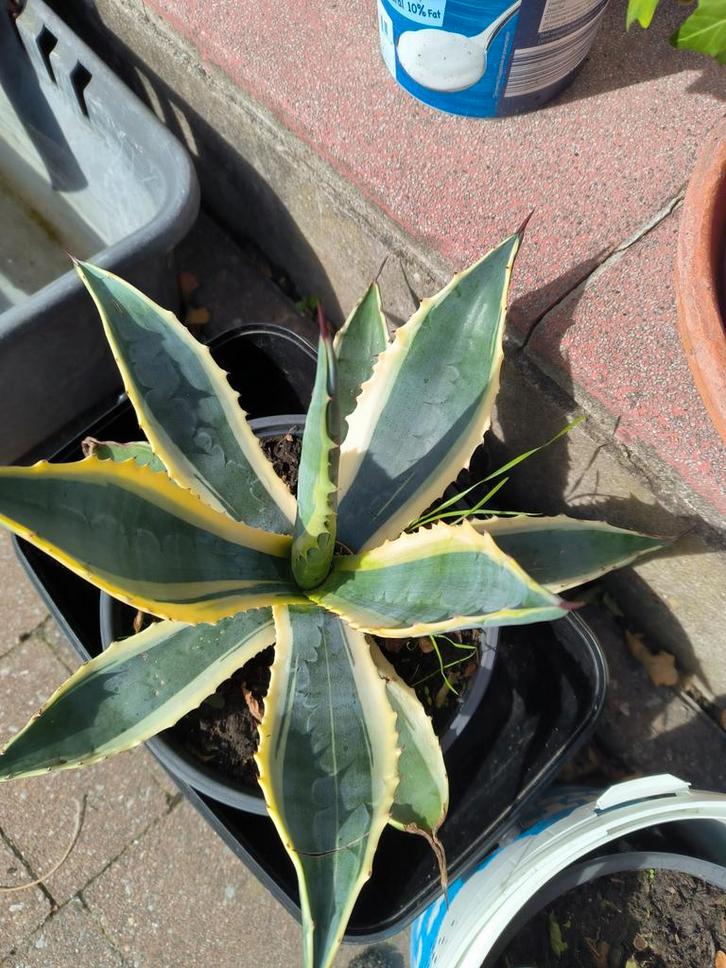 Agave americana variegata vetplant, Huis en Inrichting, Kamerplanten, Vetplant, Ophalen