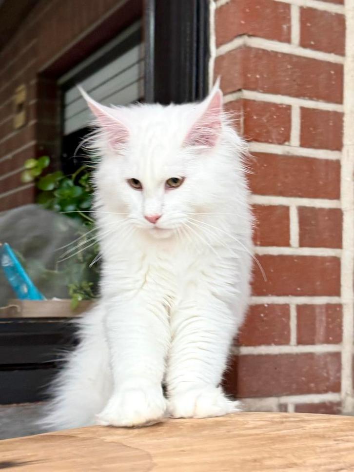 Twee schitterende  XXL Maine Coon zusjes met stamboom! ️, Dieren en Toebehoren, Katten en Kittens | Raskatten | Langhaar, Kater