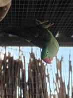 Grand alexandre, Animaux & Accessoires, Oiseaux | Perruches & Perroquets, Mâle