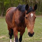 Lieve bwp merrie fokmerrie, Dieren en Toebehoren, Paarden, Merrie, Springpaard, Met stamboom, M