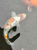 Koi te koop