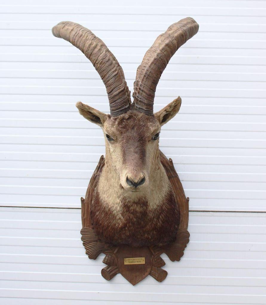 Grote opgezette kop PYRENEEËN STEENBOK (Capra pyrenaica), Ophalen, Gebruikt, Wild dier, Opgezet dier