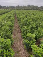 Prunus lusitanica of Portugese laurier, Tuin en Terras, Ophalen, Laurier