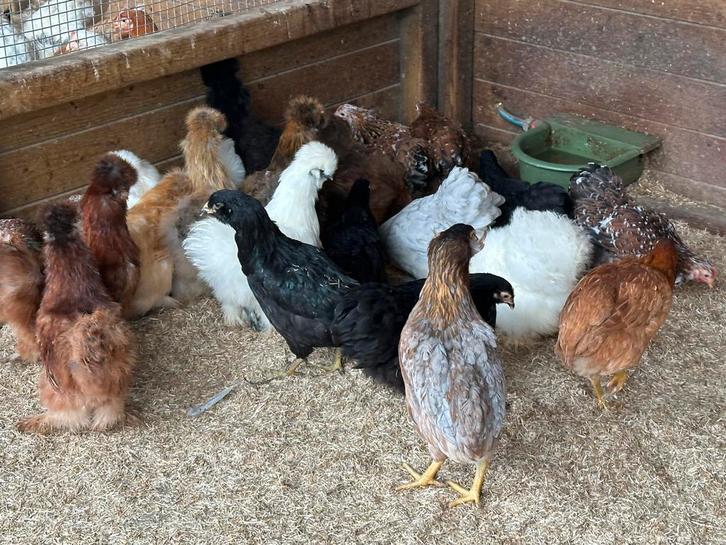 Araucana kippen, Animaux & Accessoires, Volatiles