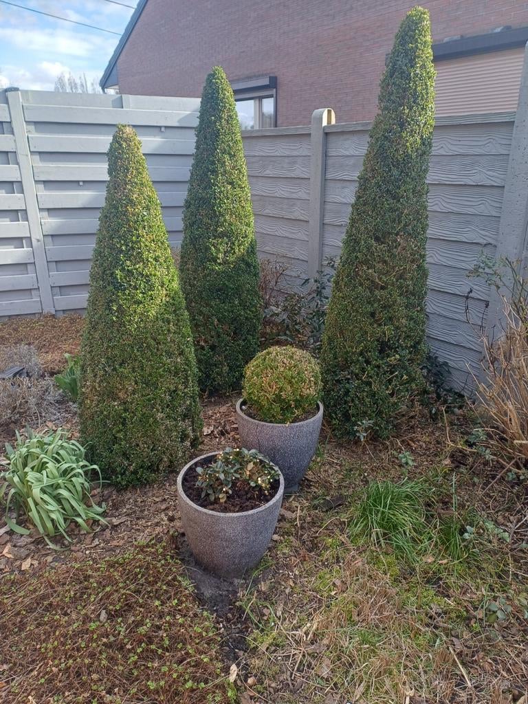 Buxus , 3 grote kegels, piramide, Tuin en Terras, Ophalen