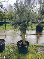 ‼️olijfbomen olea europaea aan stuntprijzen ‼️, Tuin en Terras, Ophalen