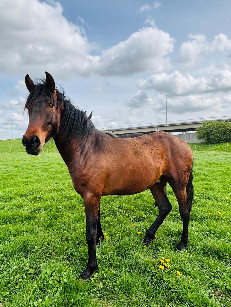 Pre hengst 2 jaar, Dieren en Toebehoren, Paarden, Met stamboom, Dressuurpaard, 0 tot 2 jaar, Hengst