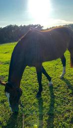 Twee super lieve en rustige recreatie paardjes, Animaux & Accessoires, Chevaux, Plusieurs animaux, Ne s'applique pas