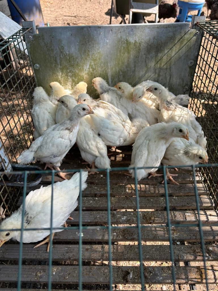 Kuikens van grote legkip Sussex, Sexe inconnu, Poule ou poulet