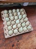 Broedeieren wilde eend 15 stuks, Dieren en Toebehoren, Pluimvee, Eend