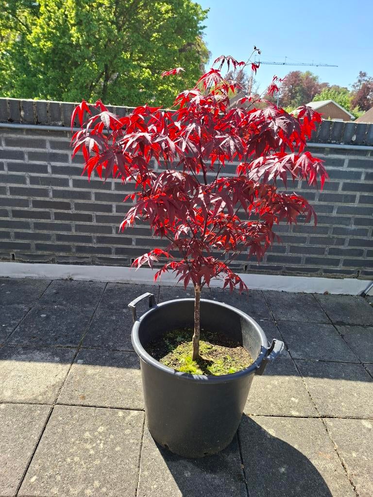 Japanse esdoorn bloodgood, Ophalen, In pot