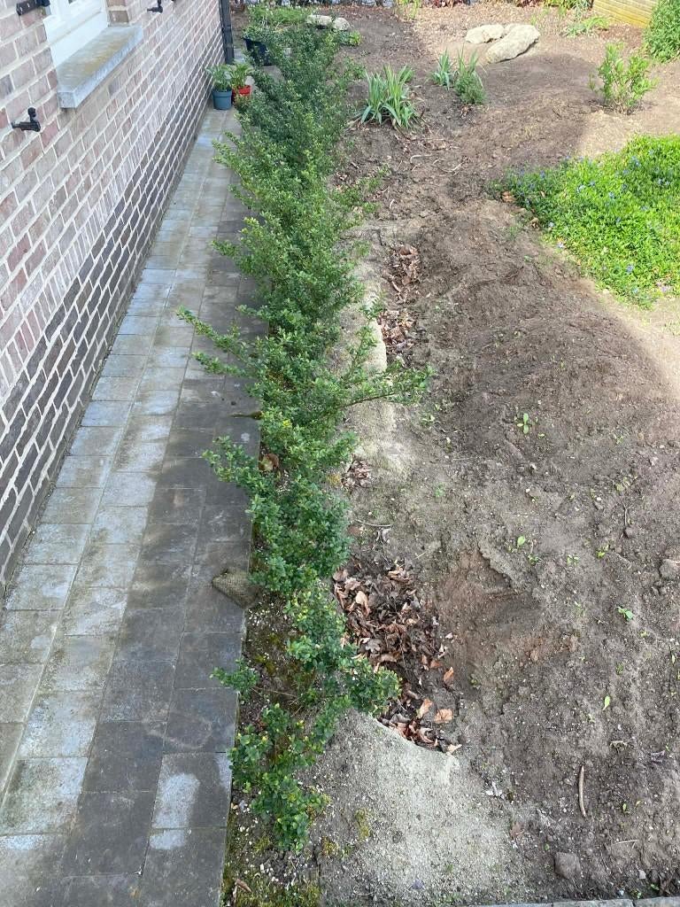 Ilex Crenata Green Hedge, Jardin & Terrasse, Plantes | Arbustes & Haies, Enlèvement, Buis, Haie, Moins de 100 cm