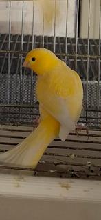 Canaris Mâle femelle, Dieren en Toebehoren, Mannelijk