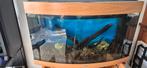 Aquarium Jewels Vision 180 Beech, Enlèvement, Comme neuf