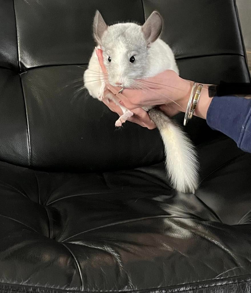 Chinchilla meisje, Dieren en Toebehoren, Chinchilla, Vrouwelijk, Tam, Oktober