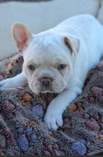 3 knappe franse bulldog jongens, Animaux & Accessoires, Chien (mâle), Hépatite contagieuse (maladie de Rubarth), Belgique, 8 à 15 semaines