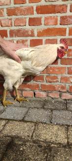 2 jonge hanen, Mannelijk, Kip