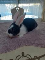 Duites reus vrouwtjes 7weken oud 25€