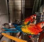 Ara macao femelle 6 mois, Animaux & Accessoires, Femelle