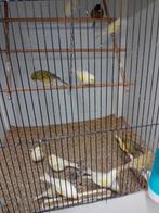 Kanaries mooien groote gezonde vogels kweekrijp, Dieren en Toebehoren, Vogels | Kanaries