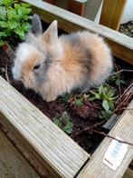 Prachtige mannelijke leeuwenkop konijntjes supertam, Dieren en Toebehoren