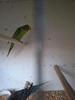 Groene split blackface pop te koop