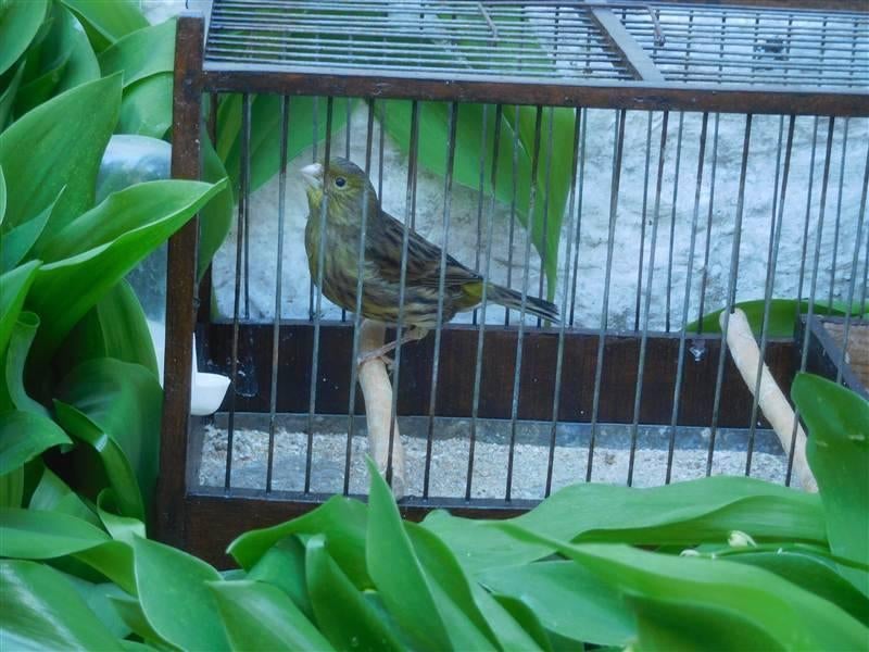 Kanarie pop groen, Dieren en Toebehoren, Vrouwelijk, Kleurkanarie