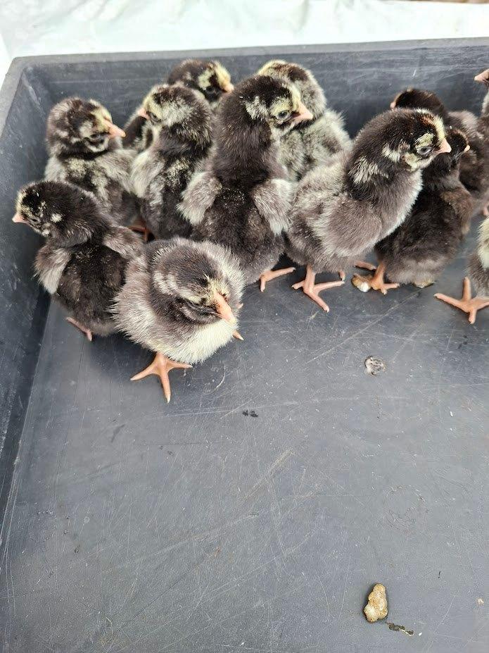Poussins Wyandotte à ourlets argentés et noirs, Sexe inconnu, Poule ou poulet