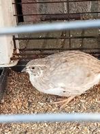 2 Prachtige kwartelhanen!!, Dieren en Toebehoren, Vogels | Overige Vogels, Mannelijk
