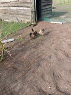 Zijdehoender hennen, Dieren en Toebehoren