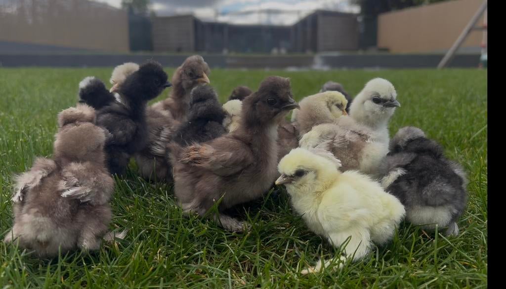 Amerikaanse zijdehoen kuikens, Dieren en Toebehoren, Pluimvee, Geslacht onbekend, Kip