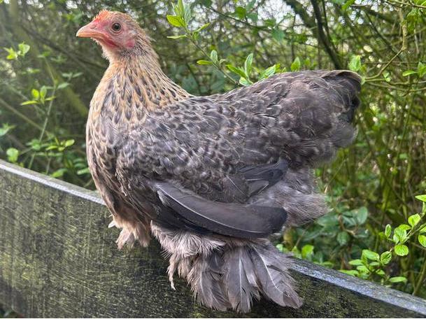 Cochin kriel duo, Animaux & Accessoires, Volatiles, Plusieurs animaux, Poule ou poulet