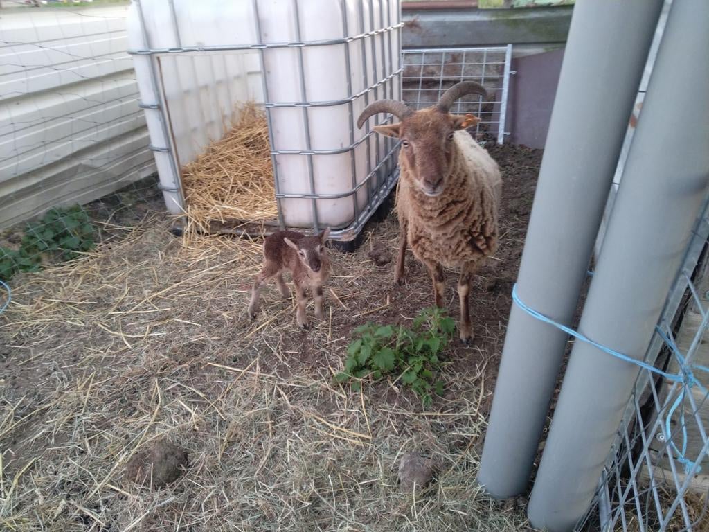 Mooi Castle milk moorit ooi met groot ramlam, Dieren en Toebehoren