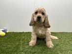 Amerikaanse Cocker Spaniel pups, Dieren en Toebehoren, Honden | Retrievers, Spaniëls en Waterhonden, België, 8 tot 15 weken, Parvo