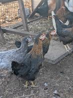 Zwarte legkippen, Dieren en Toebehoren