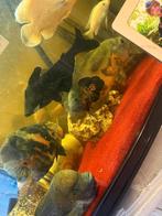 50 euro, Dieren en Toebehoren