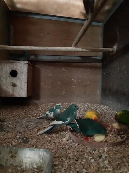 kakariki, Plusieurs animaux, Bagué