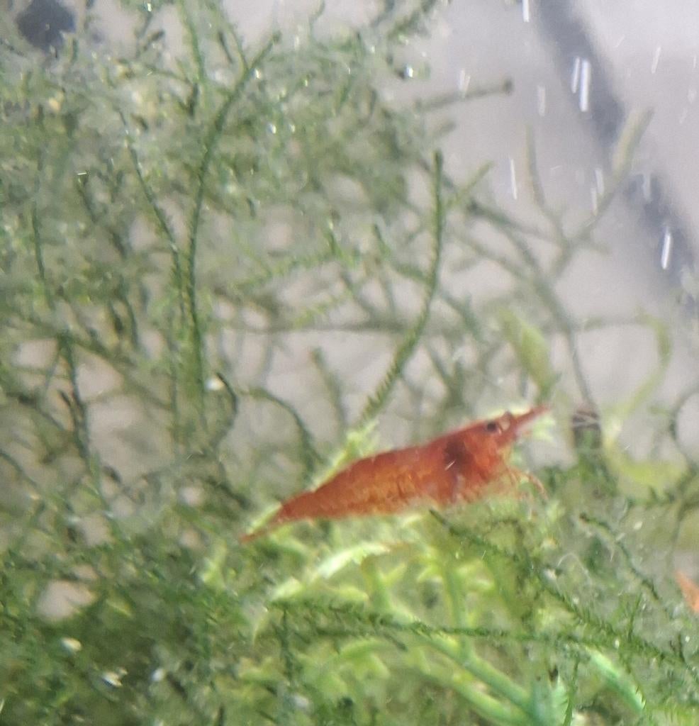 Crevettes red cherry  gratuite 10 à  20pcs, Kreeft, Krab of Garnaal, Zoetwatervis, Schoolvis