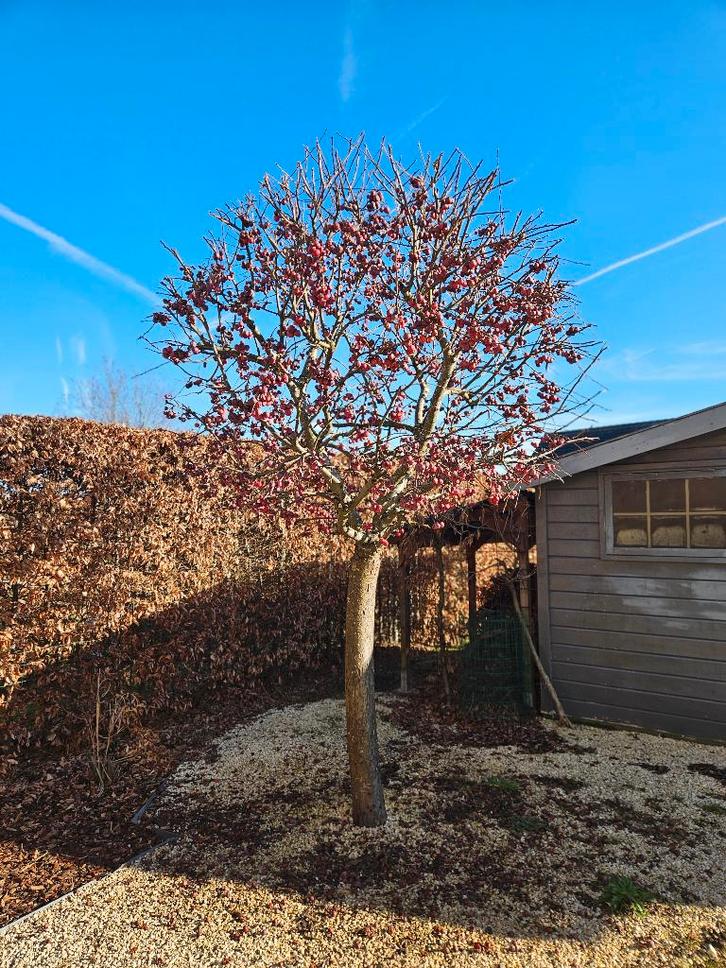 Sierappelboom, Jardin & Terrasse, Plantes | Arbres, Enlèvement