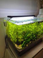 Aquarium dennerlee complet, Enlèvement