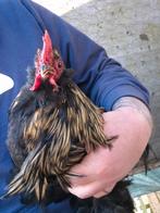 gratis haantje. asap afhalen, Dieren en Toebehoren, Pluimvee, Mannelijk, Kip