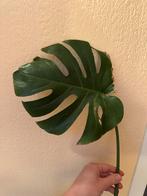 Bouture Monstera Deliciosa, Autres espèces, Moins de 100 cm, Enlèvement, Plante verte