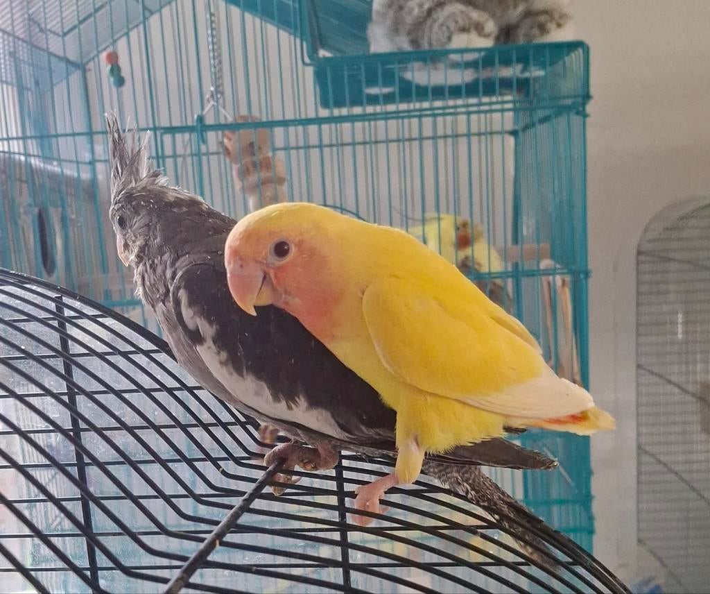 Tam Dwergpapegaaien Rosecoli Aalter, Domestique