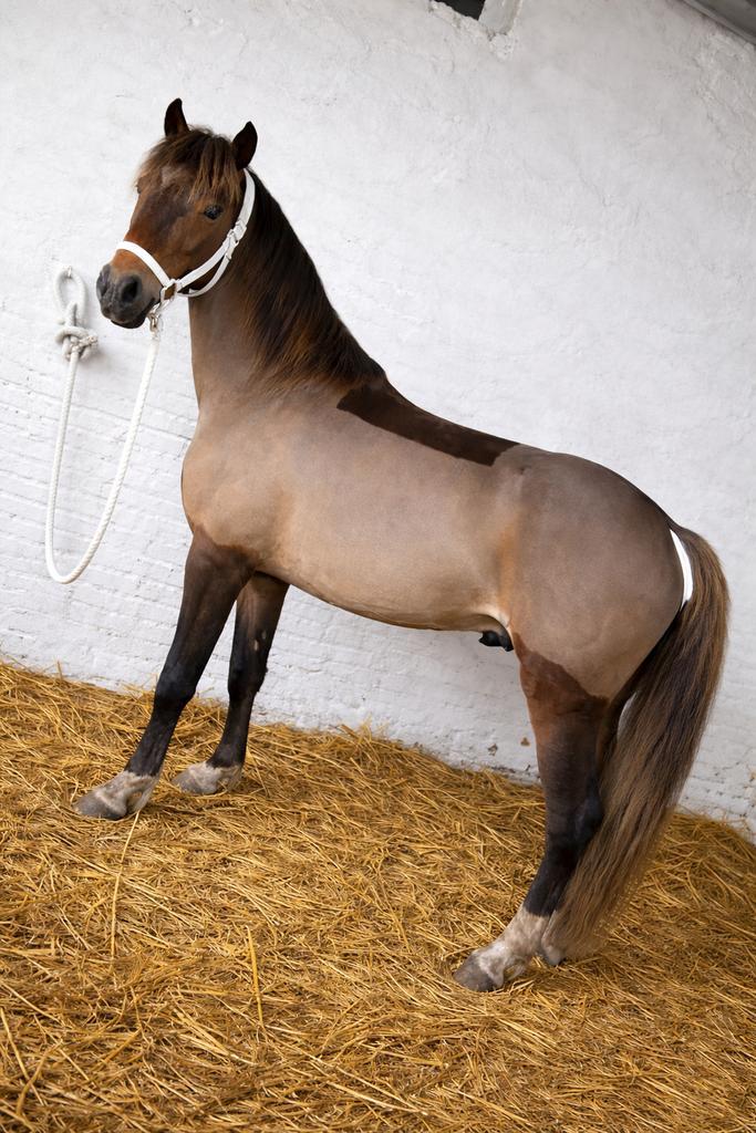 Pony te koop!, Dieren en Toebehoren, Pony's, Hengst, M, 3 tot 6 jaar, Gechipt, Ontwormd, Ingeënt