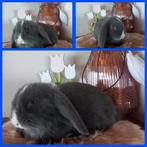 Franse hangoor rammen, Dieren en Toebehoren, Konijnen, Mannelijk, Groot, Hangoor, 0 tot 2 jaar